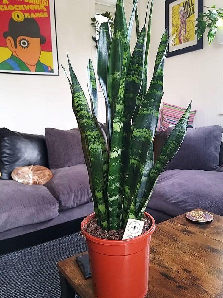 Sansevieria Trifasciata Black Coral - View 1 from www redcrocus com