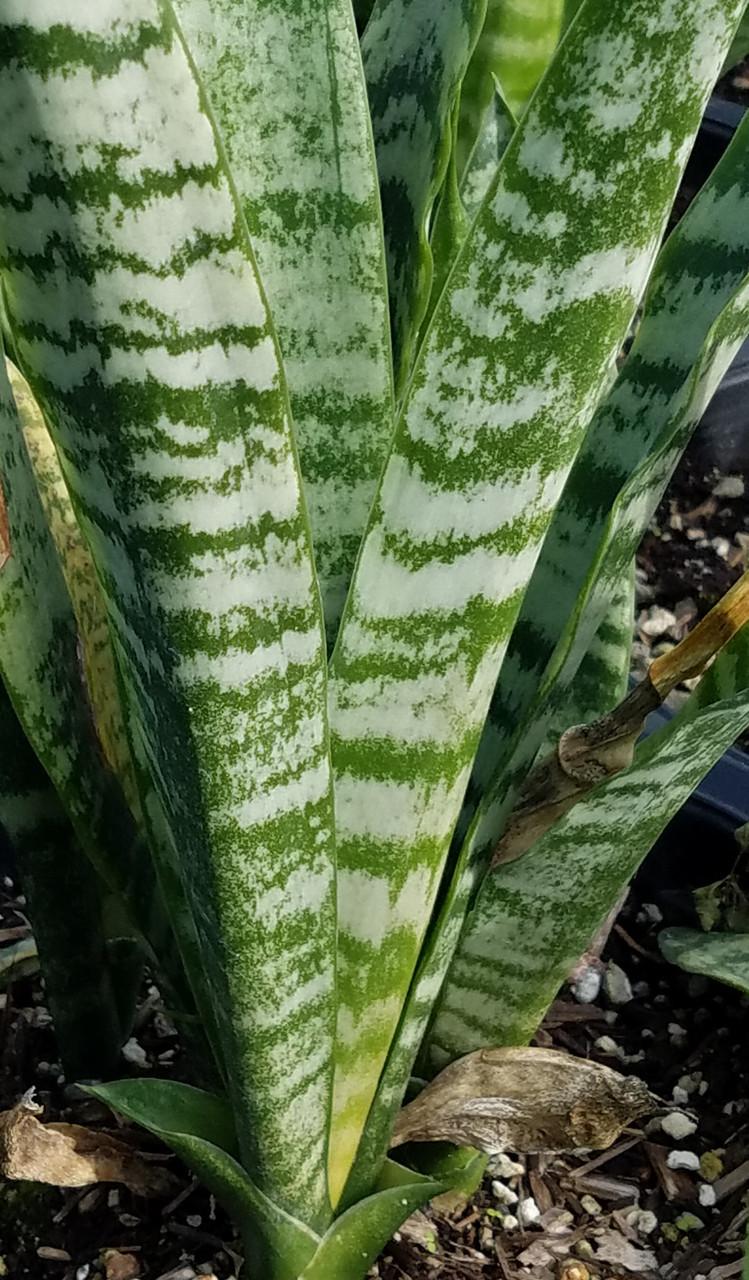 Sansevieria Trifasciata Black Coral - View 2 from www redcrocus com