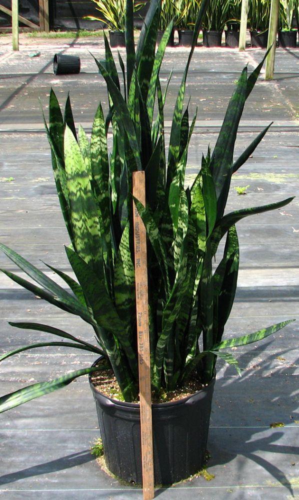 Sansevieria Trifasciata Black Coral - View 3 from www redcrocus com