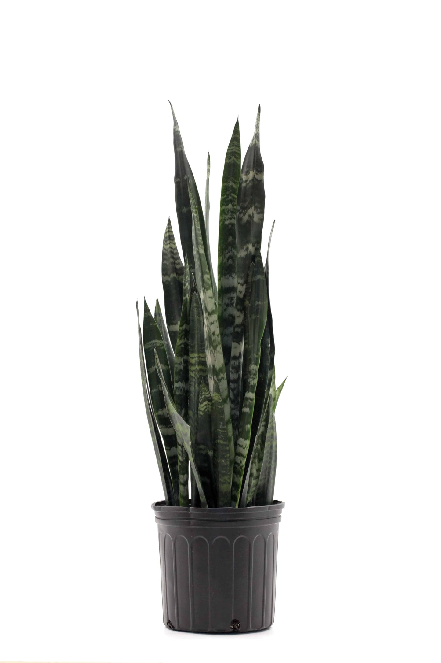 Sansevieria Trifasciata Black Coral - View 4 from www redcrocus com