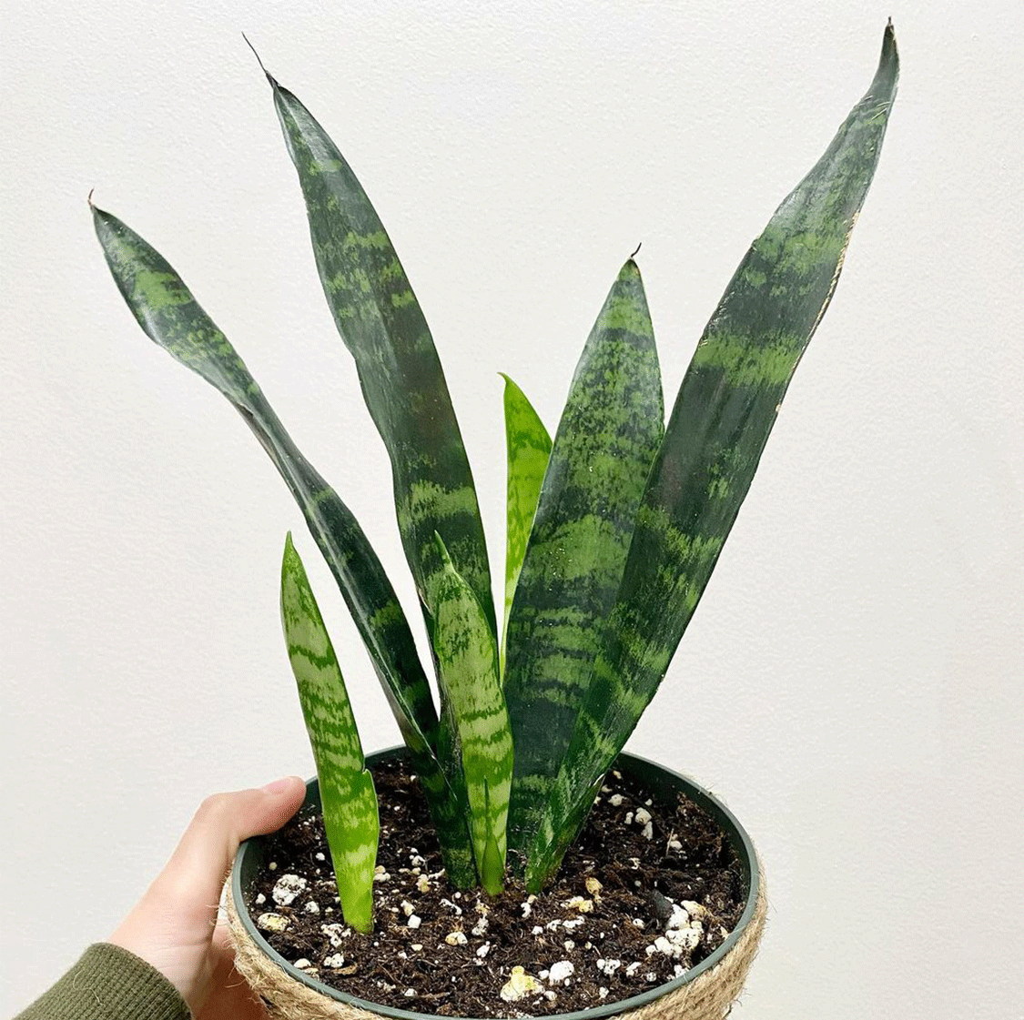 Sansevieria Trifasciata Black Coral - View 5 from www redcrocus com