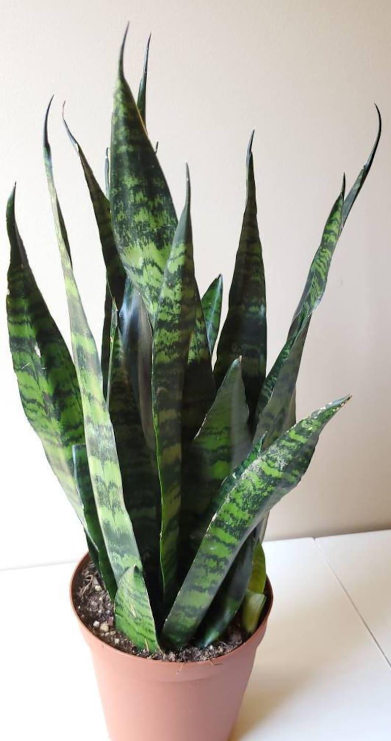 Sansevieria Trifasciata Black Coral - View 5 from www redcrocus com