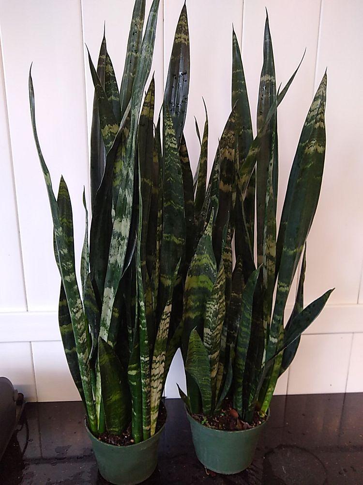 Sansevieria Trifasciata Black Coral - View 6 from www redcrocus com