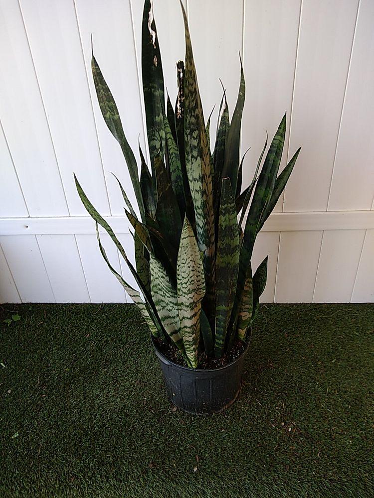 Sansevieria Trifasciata Black Coral - View 7 from www redcrocus com