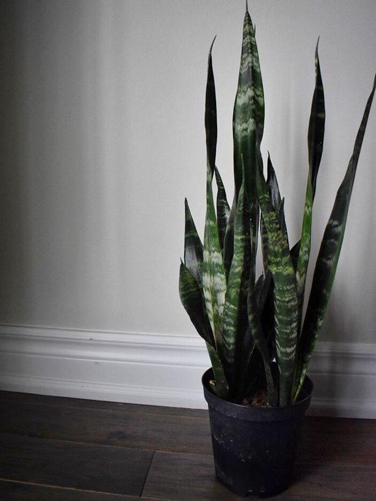 Sansevieria Trifasciata Black Coral - View 9 from www redcrocus com