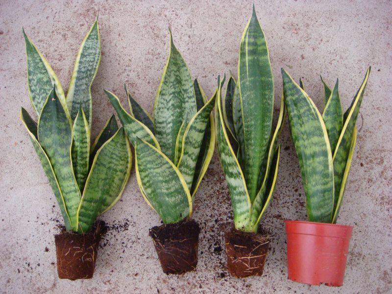 Sansevieria Zeylanica Superba - View 10 from www redcrocus com