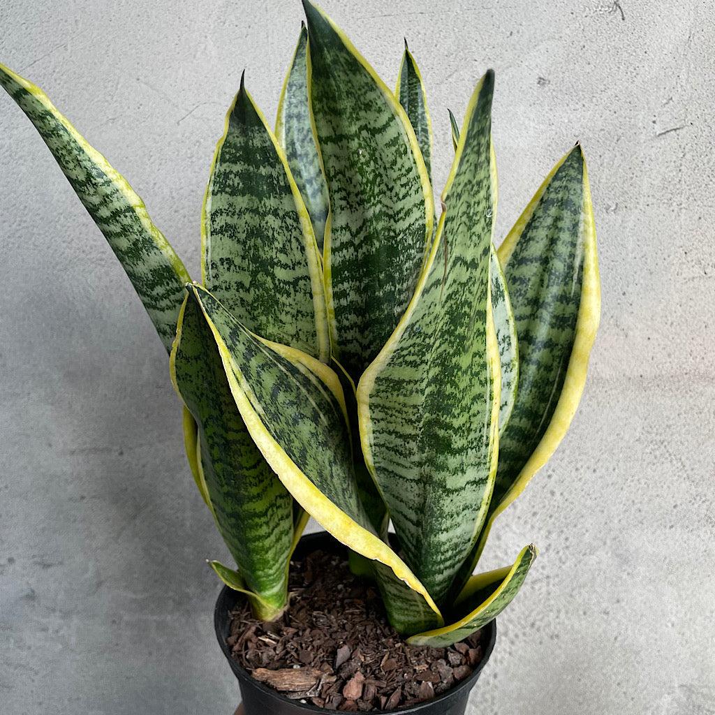 Sansevieria Zeylanica Superba - View 12 from www redcrocus com