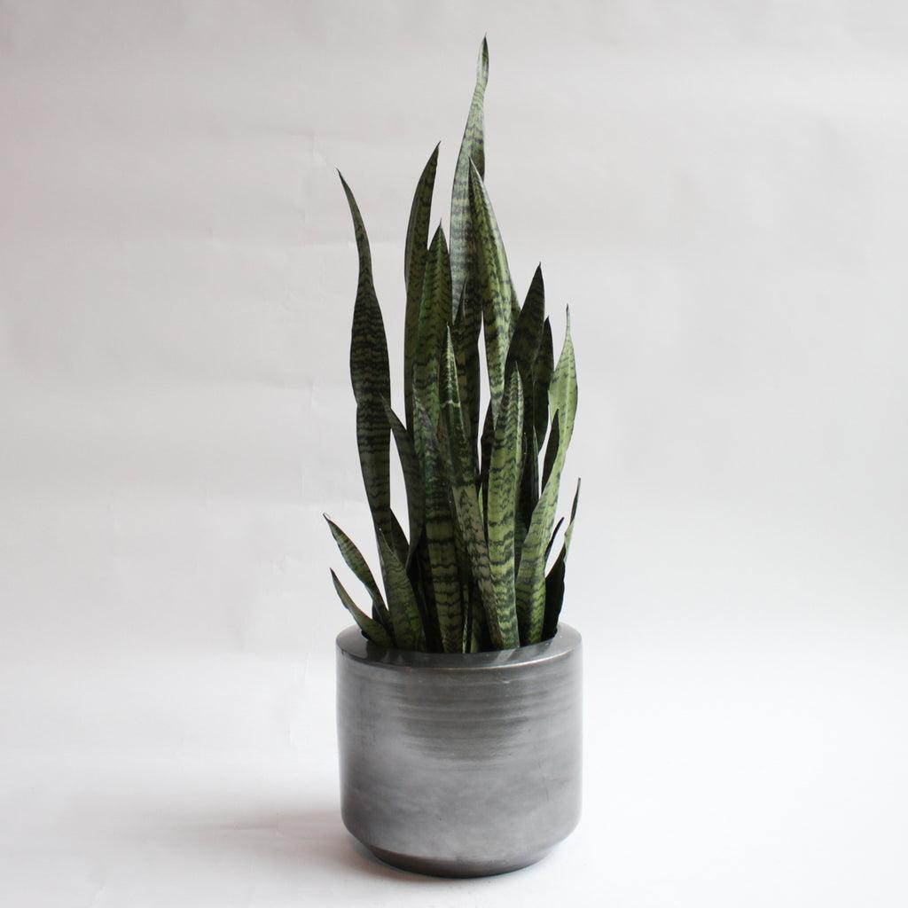 Sansevieria Zeylanica Superba - View 13 from www redcrocus com
