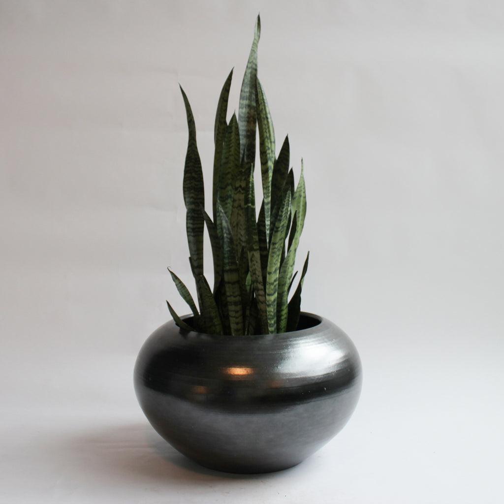 Sansevieria Zeylanica Superba - View 18 from www redcrocus com