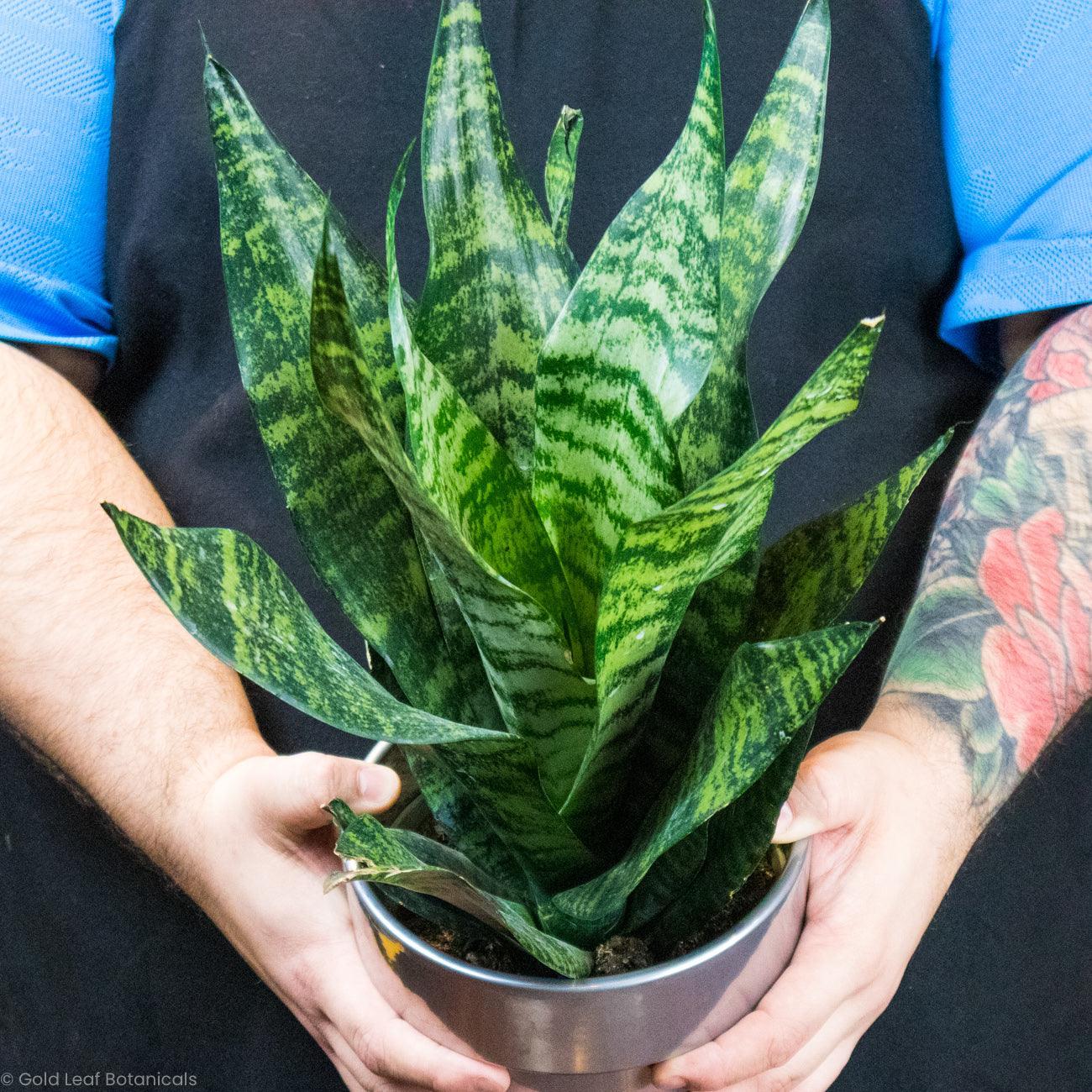 Sansevieria Zeylanica Superba - View 1 from www redcrocus com