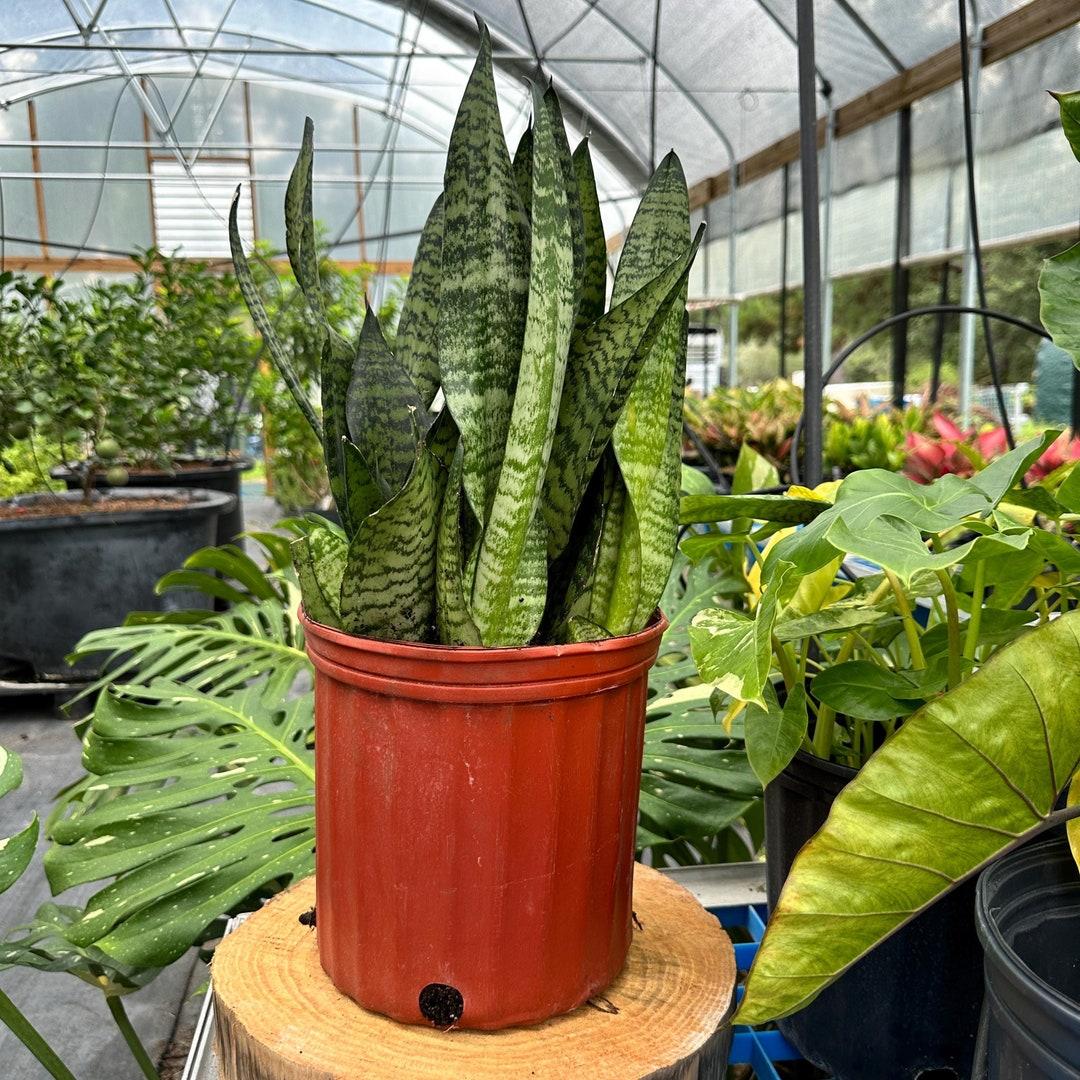 Sansevieria Zeylanica Superba - View 7 from www redcrocus com