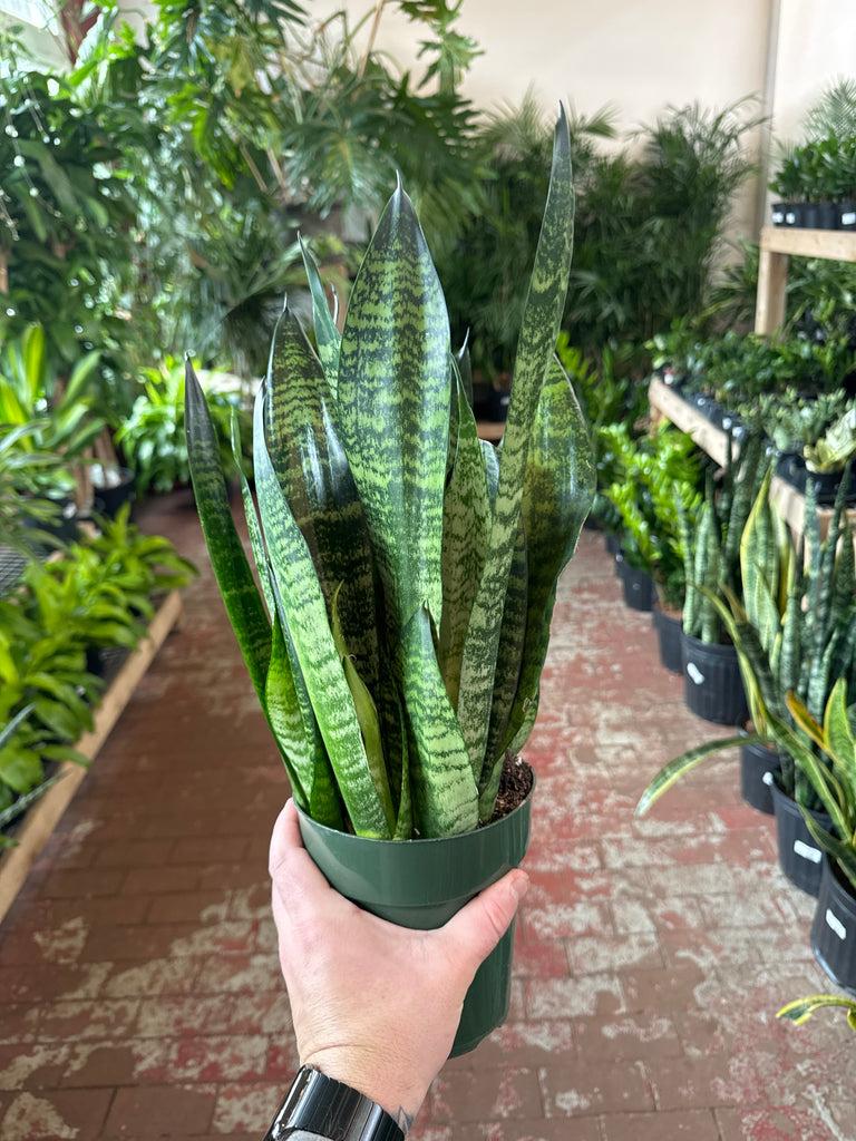 Sansevieria Zeylanica Superba - View 9 from www redcrocus com