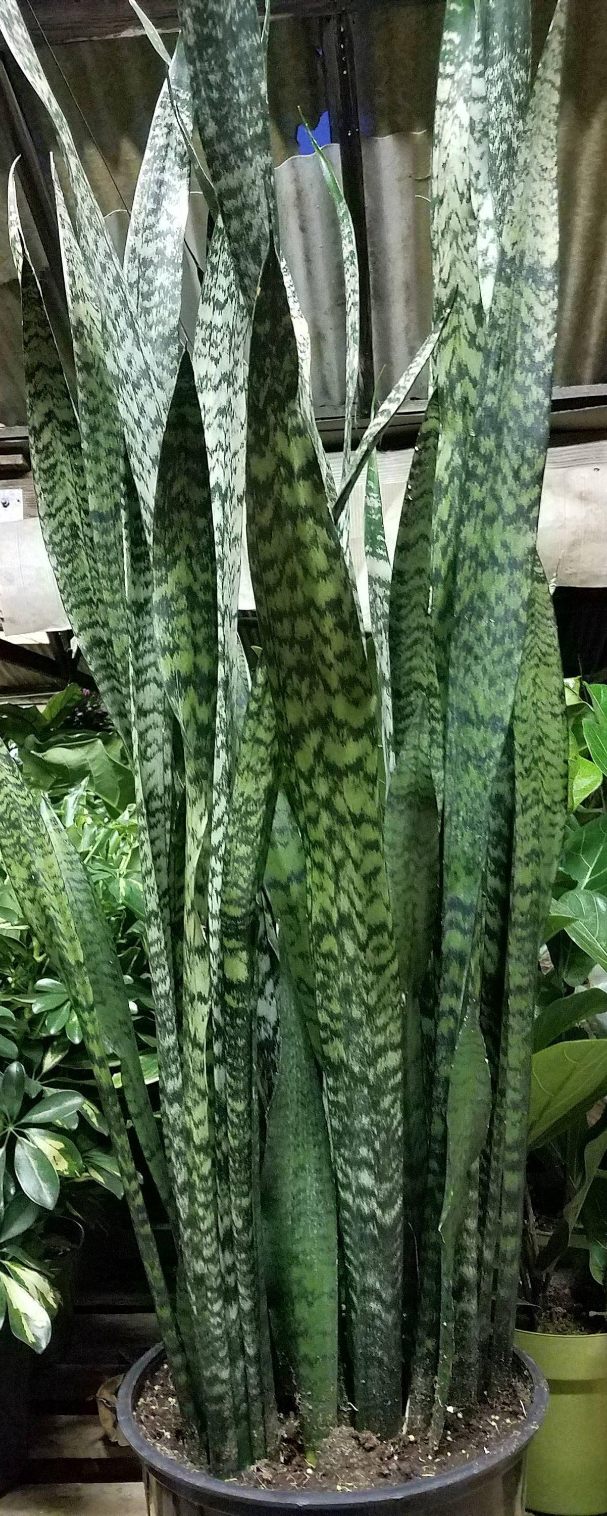 Sansevieria 'zeylanica Superba' - View 13 from www redcrocus com