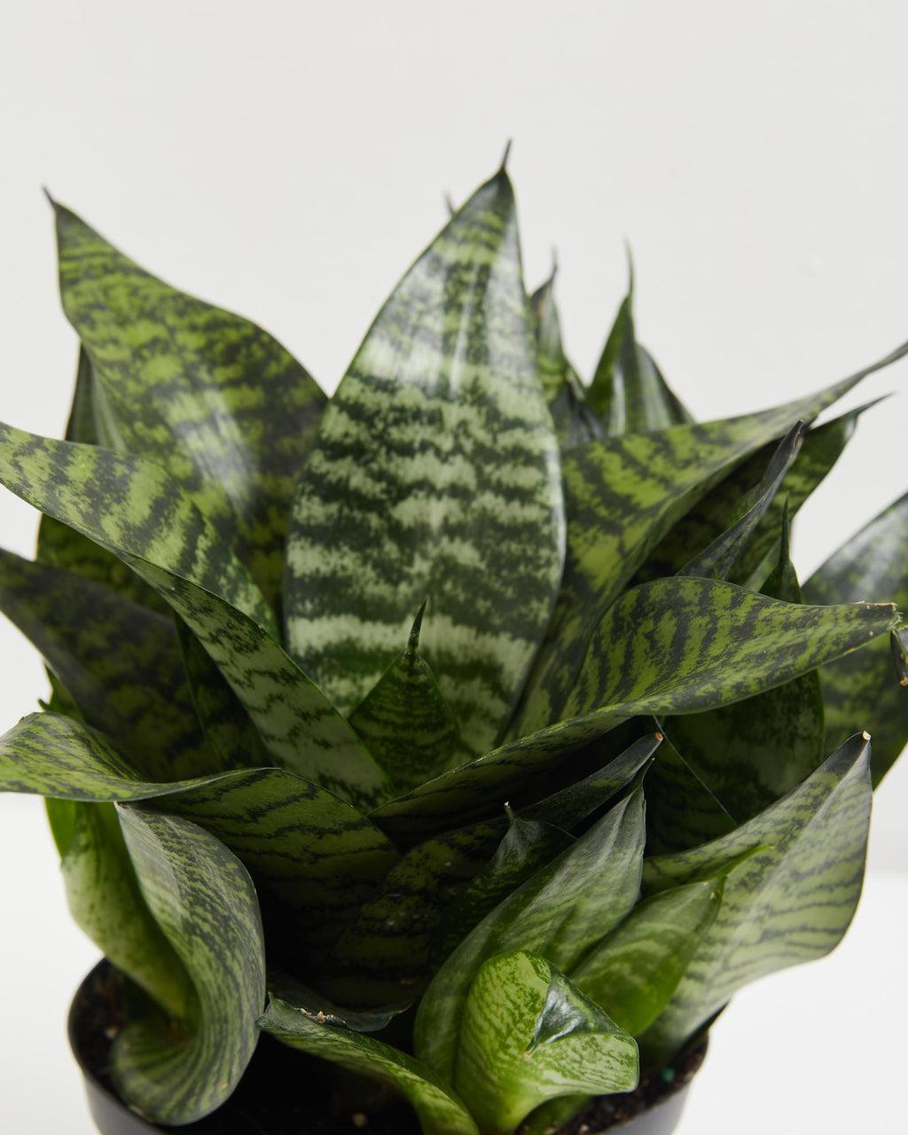 Sansevieria 'zeylanica Superba' - View 14 from www redcrocus com
