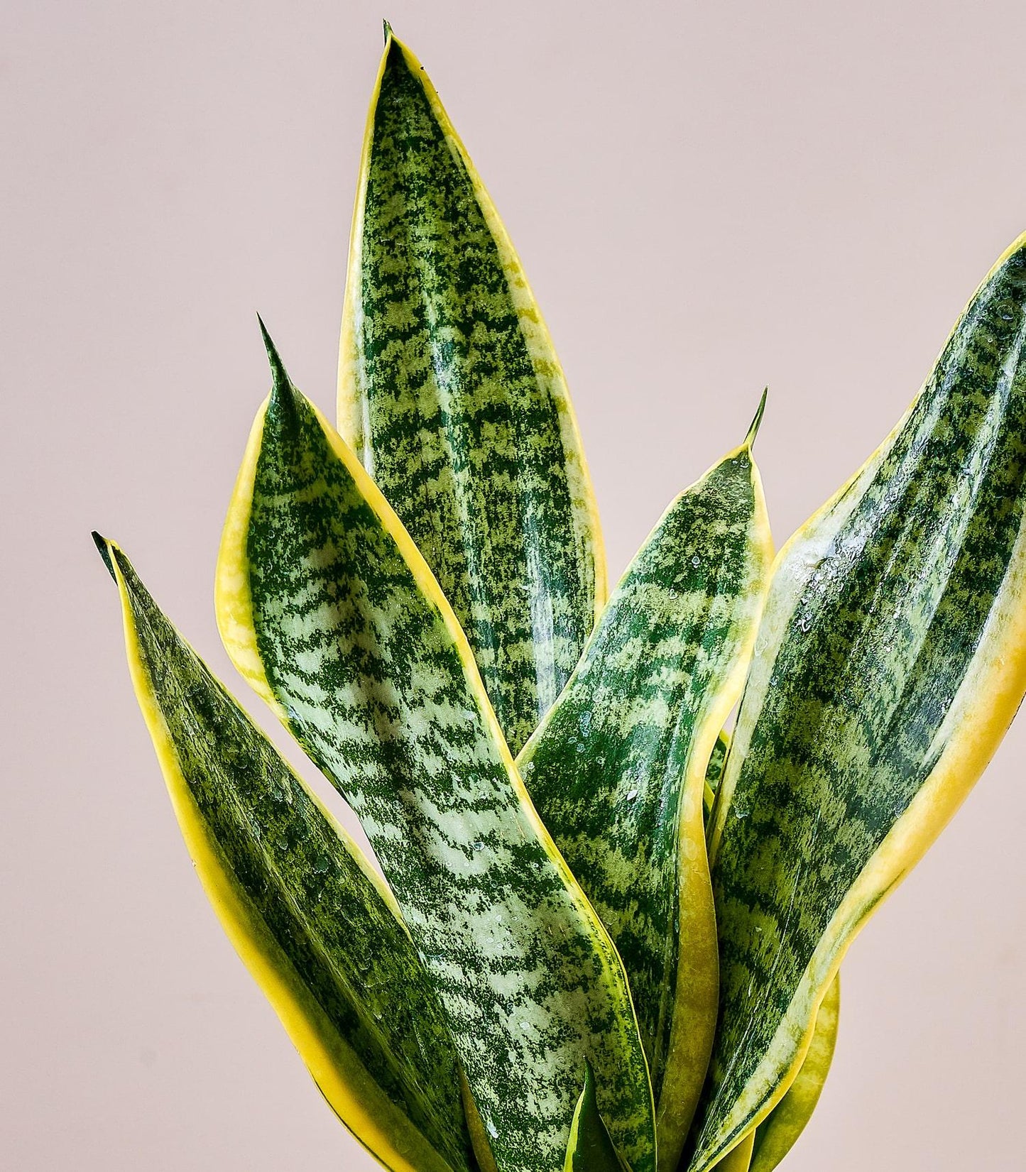 Sansevieria 'zeylanica Superba' - View 15 from www redcrocus com