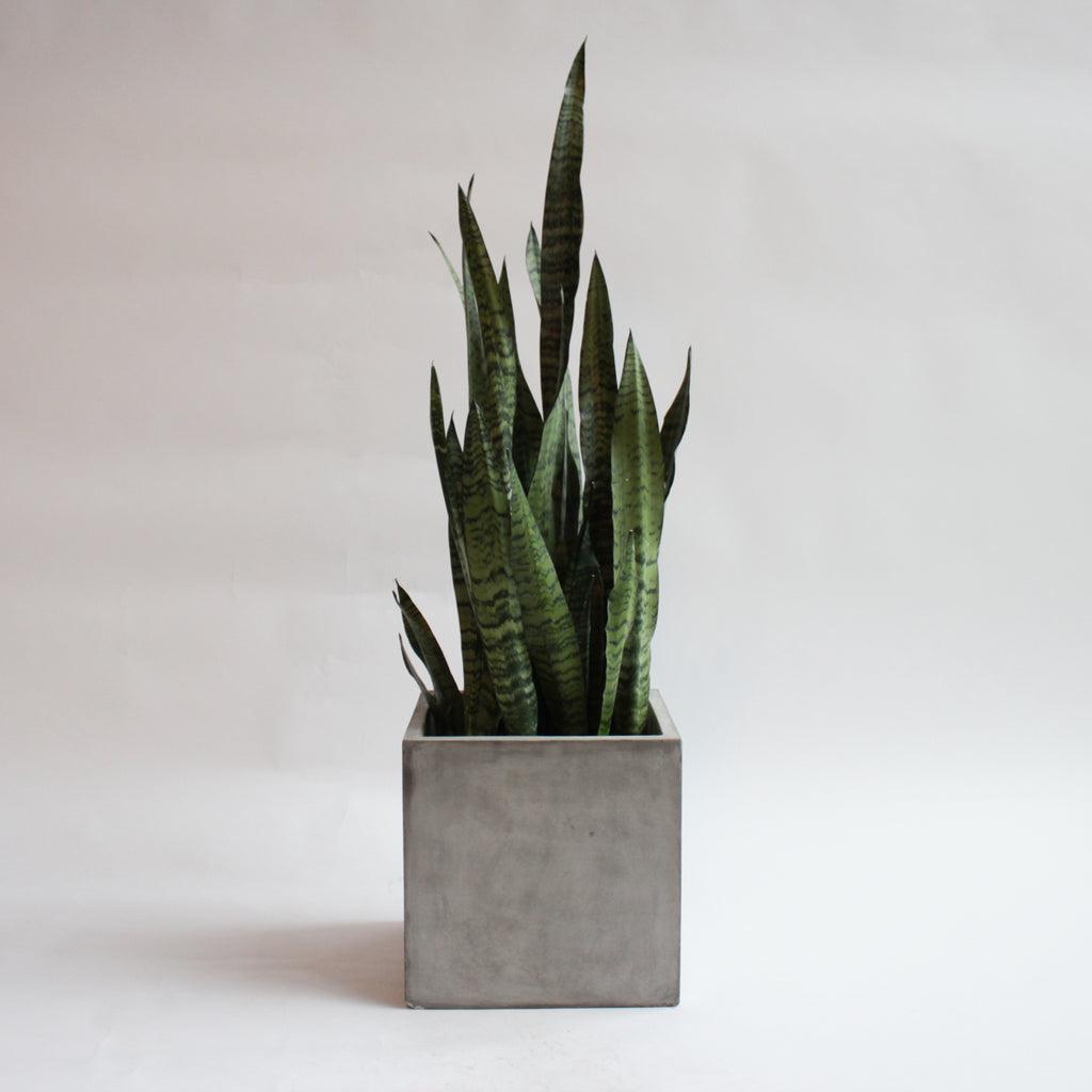 Sansevieria 'zeylanica Superba' - View 17 from www redcrocus com