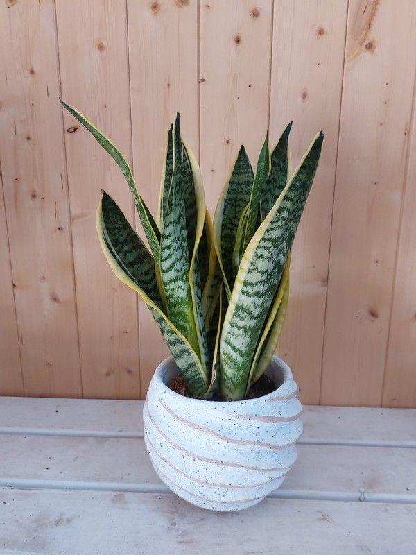 Sansevieria 'zeylanica Superba' - View 18 from www redcrocus com
