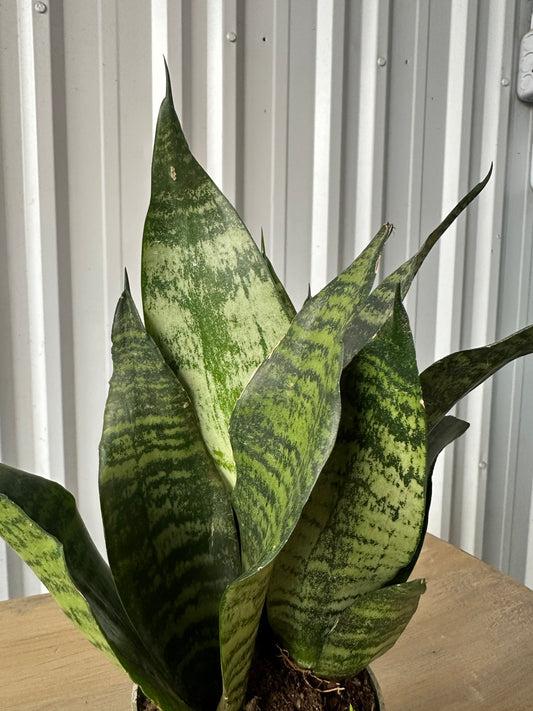 Sansevieria 'zeylanica Superba' - View 19 from www redcrocus com