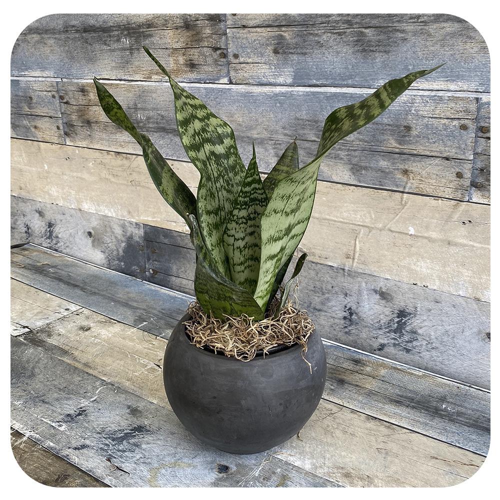 Sansevieria 'zeylanica Superba' - View 7 from www redcrocus com
