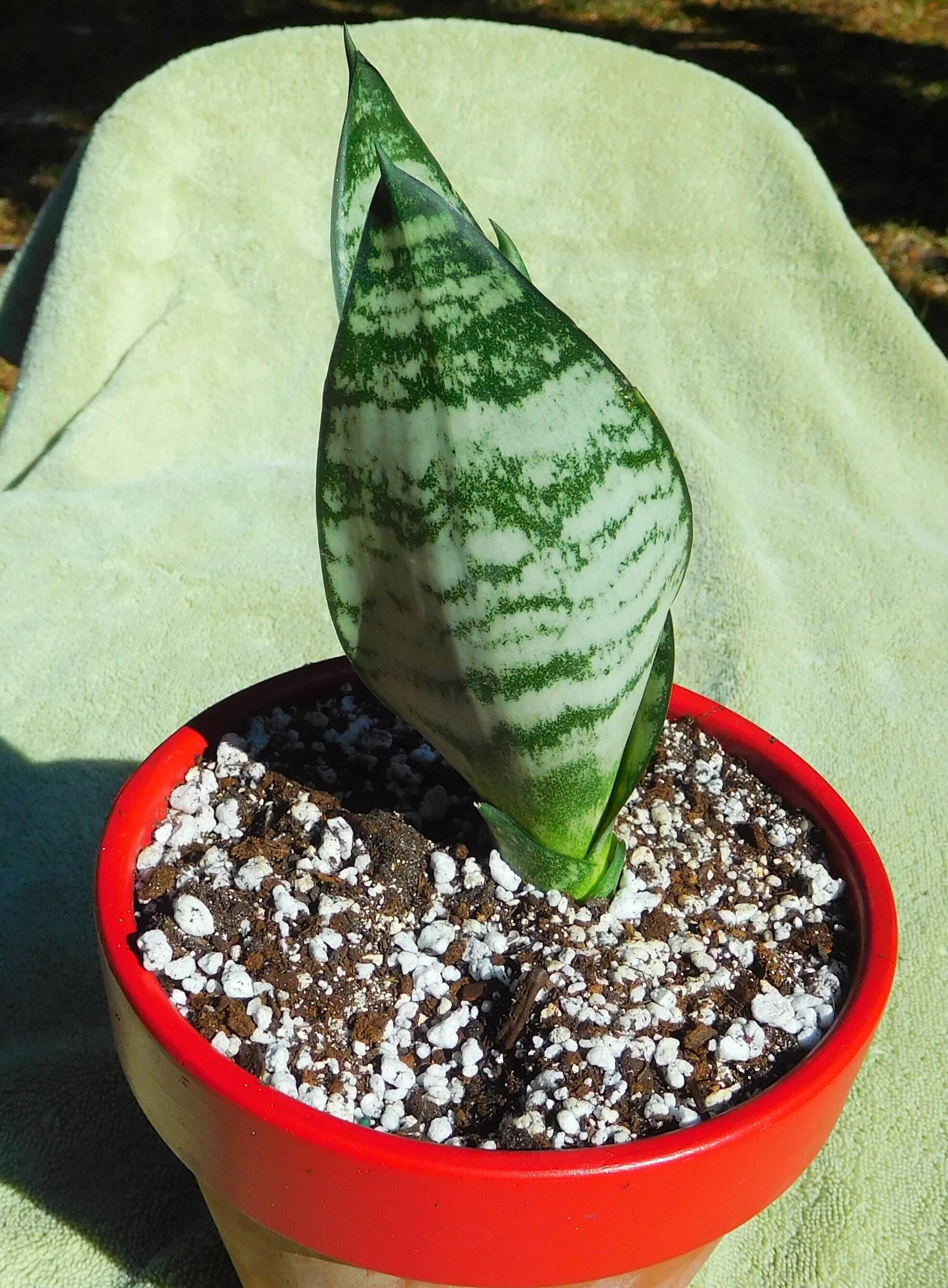 Sansevieria 'zeylanica Superba' - View 8 from www redcrocus com