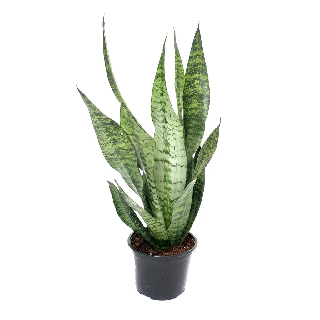 Sansevieria 'zeylanica Superba' - View 9 from www redcrocus com