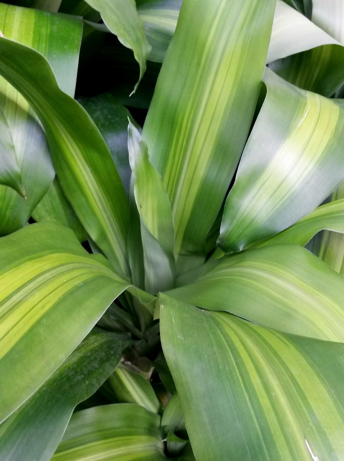 Dracaena Fragrans 'massangeana' - View 6 from www redcrocus com