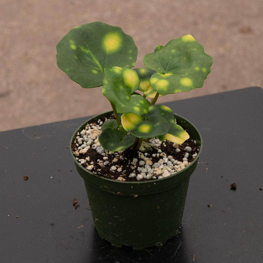 Farfugium Japonicum 'firefly' - View 11 from www redcrocus com