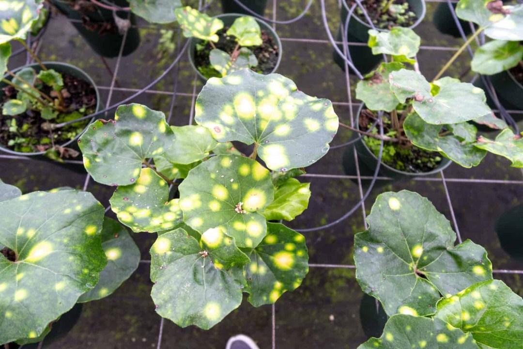 Farfugium Japonicum 'firefly' - View 17 from www redcrocus com