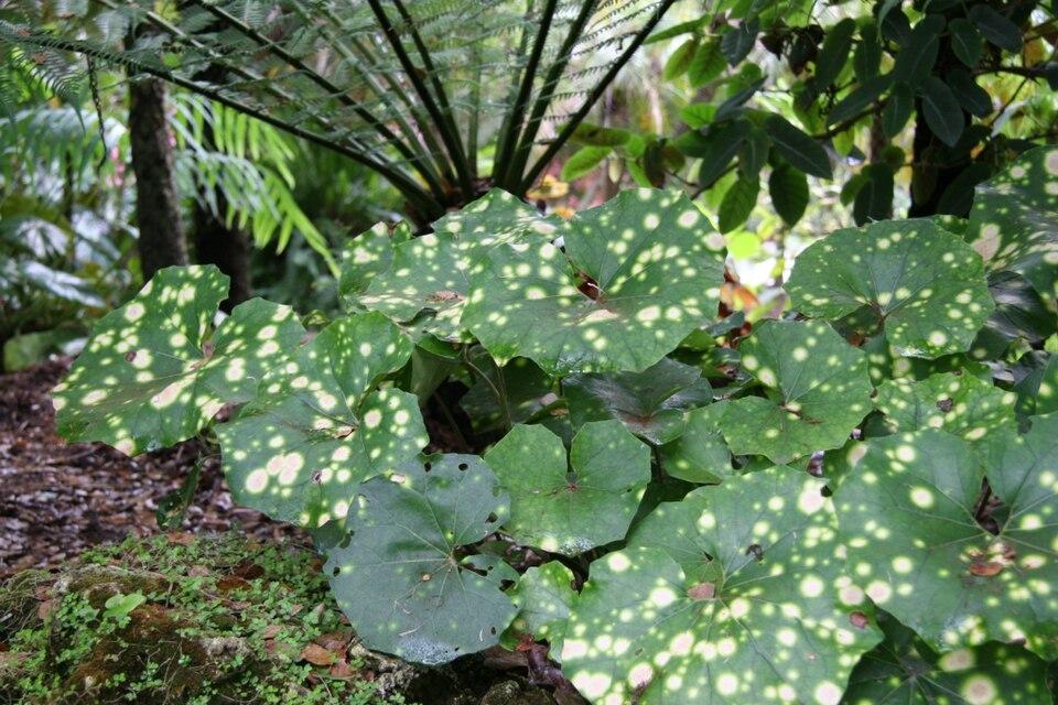 Farfugium Japonicum 'firefly' - View 18 from www redcrocus com