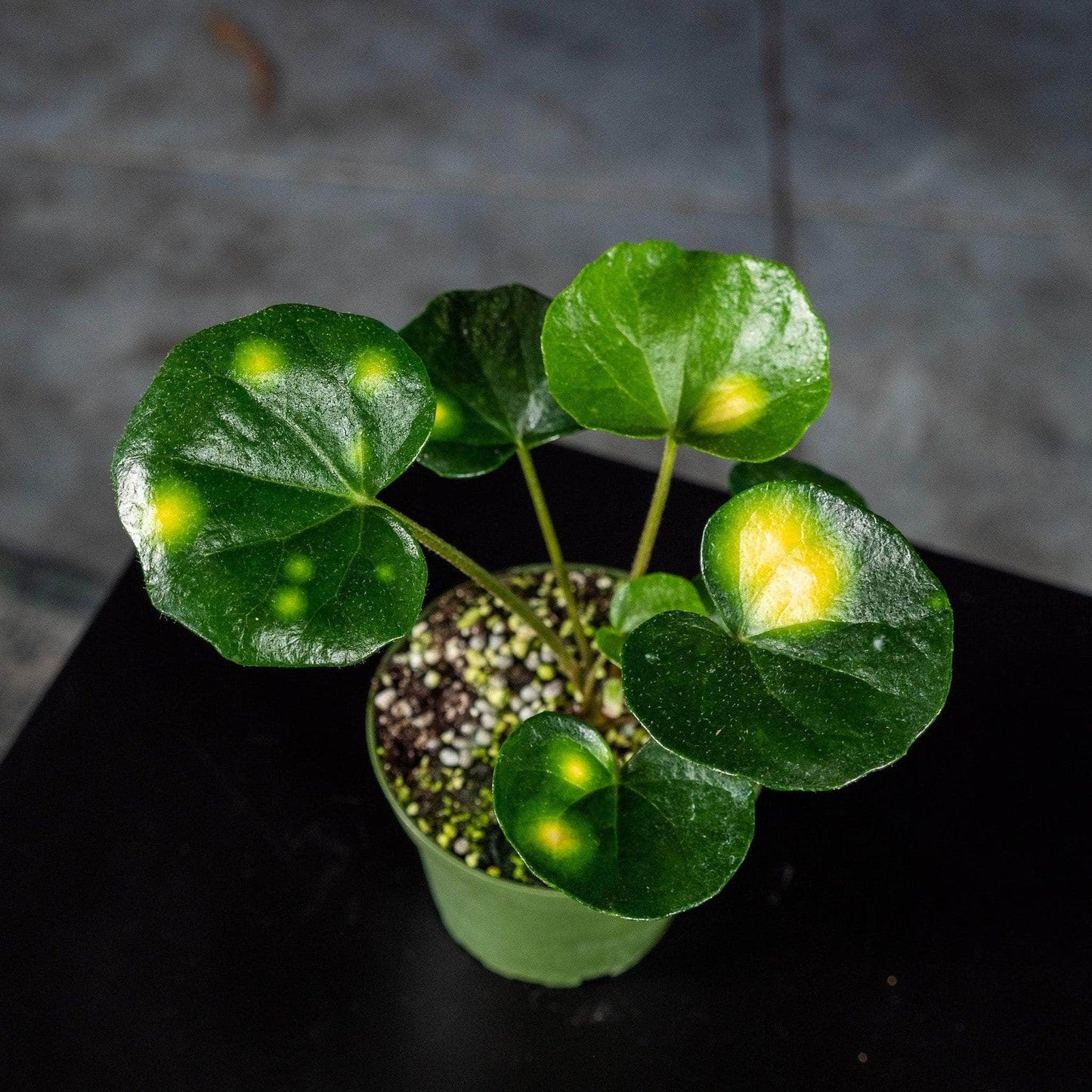 Farfugium Japonicum 'firefly' - View 1 from www redcrocus com