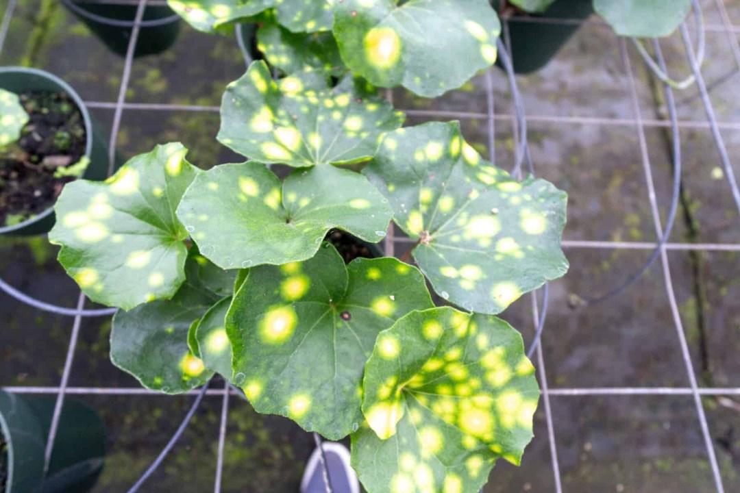 Farfugium Japonicum 'firefly' - View 20 from www redcrocus com
