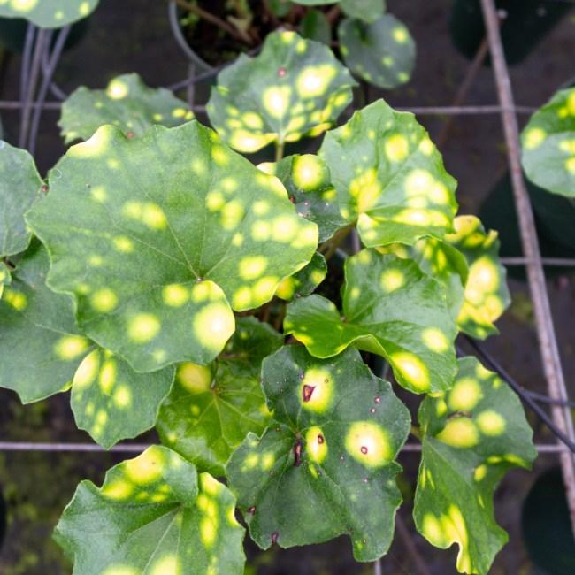 Farfugium Japonicum 'firefly' - View 23 from www redcrocus com