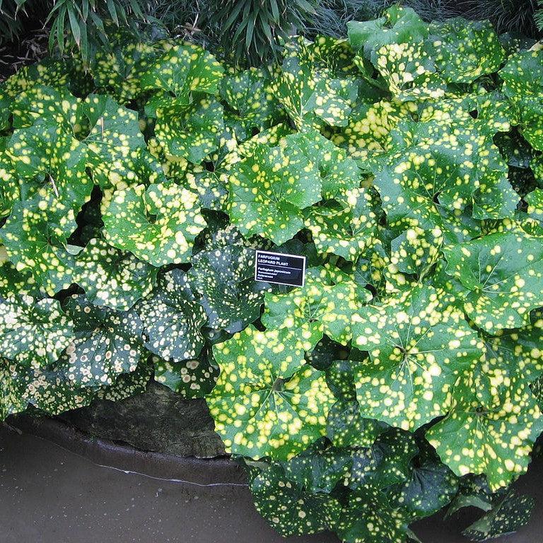 Farfugium Japonicum 'firefly' - View 2 from www redcrocus com