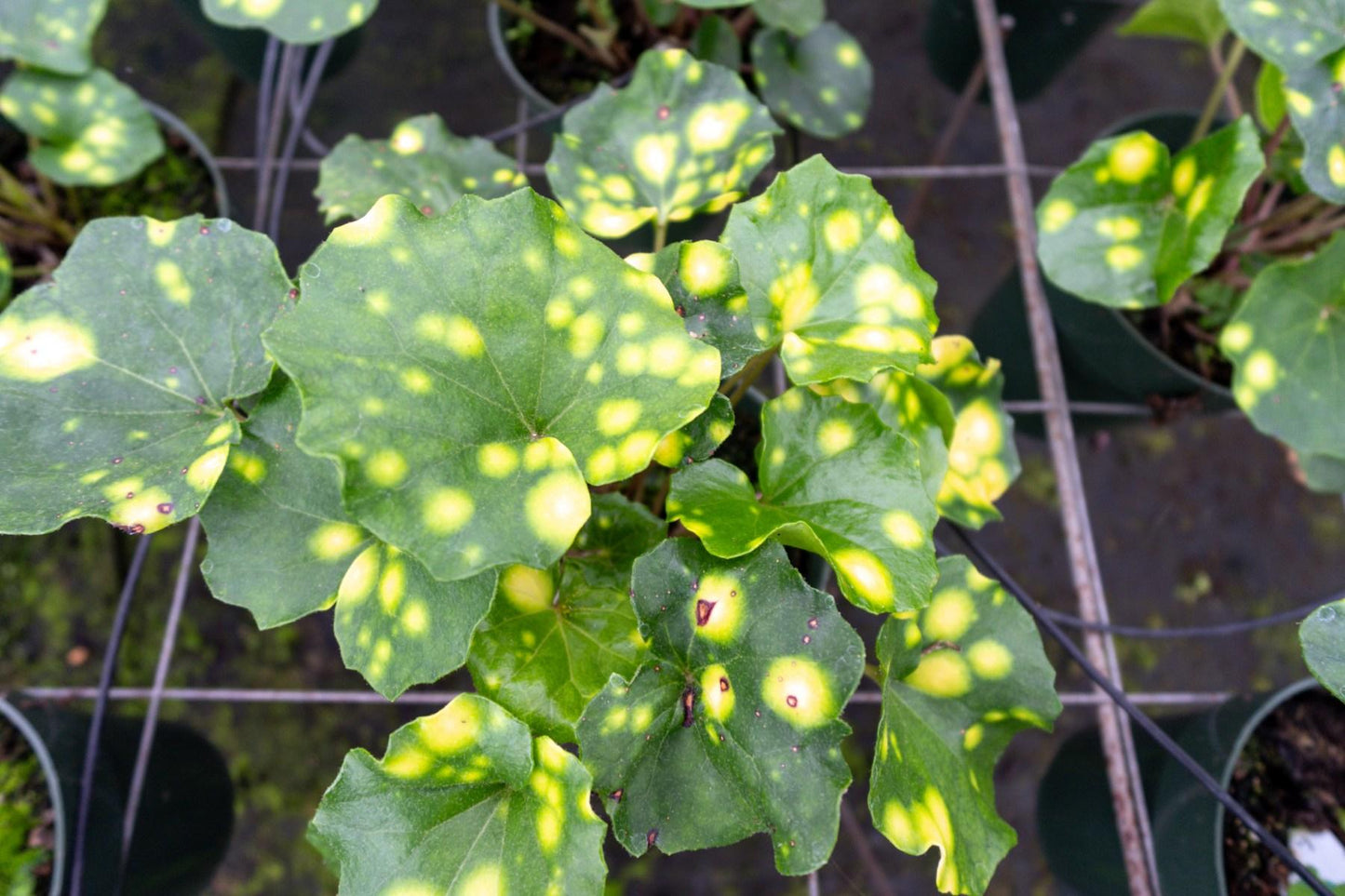 Farfugium Japonicum 'firefly' - View 32 from www redcrocus com