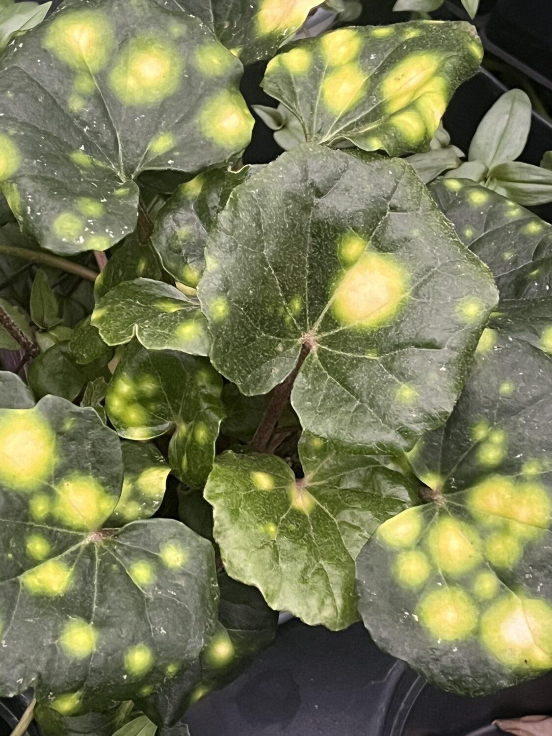 Farfugium Japonicum 'firefly' - View 36 from www redcrocus com