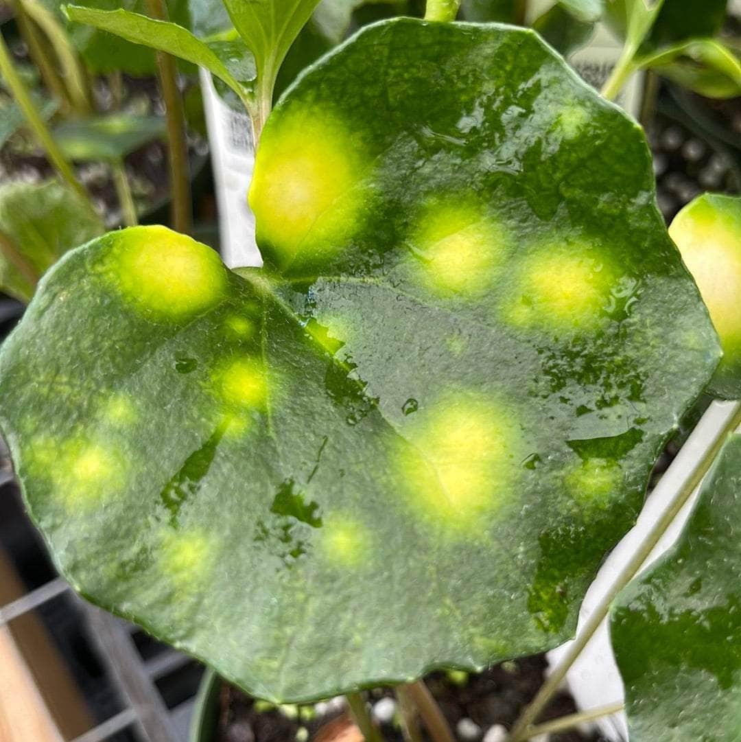 Farfugium Japonicum 'firefly' - View 4 from www redcrocus com