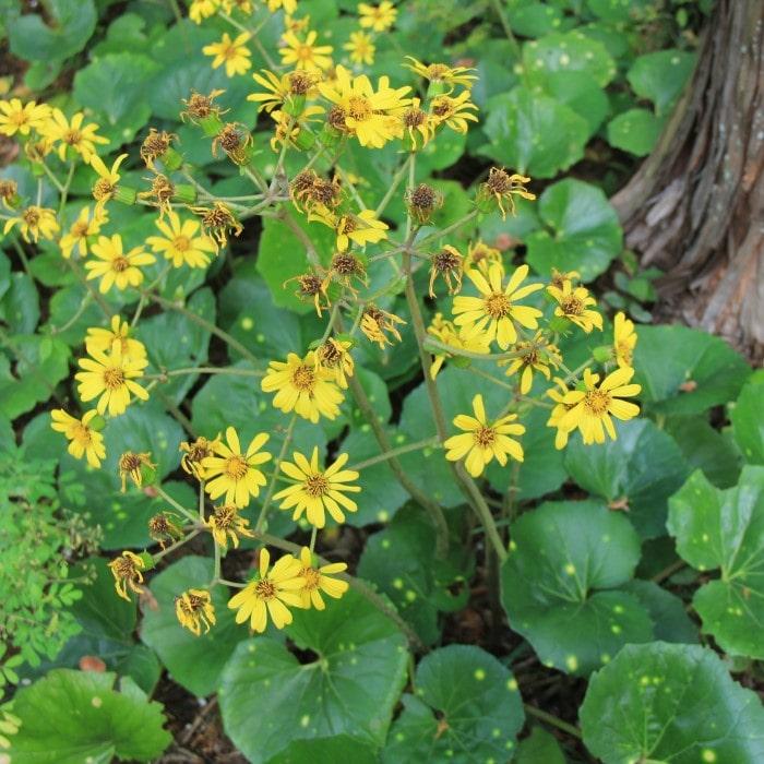 Farfugium Japonicum 'firefly' - View 5 from www redcrocus com