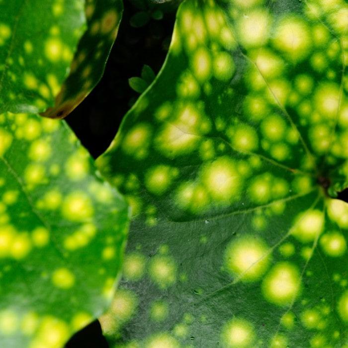 Farfugium Japonicum 'firefly' - View 6 from www redcrocus com