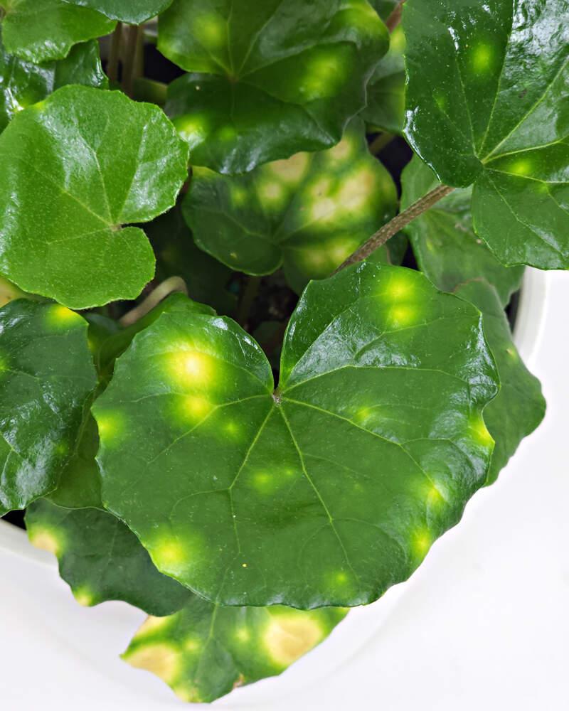 Farfugium Japonicum 'firefly' - View 8 from www redcrocus com