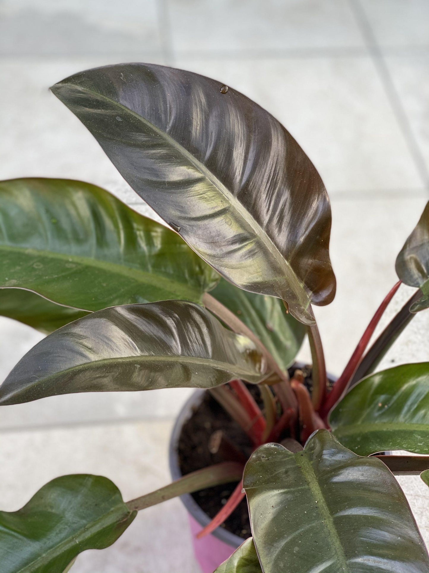Philodendron Imperial Red - View 10 from www redcrocus com