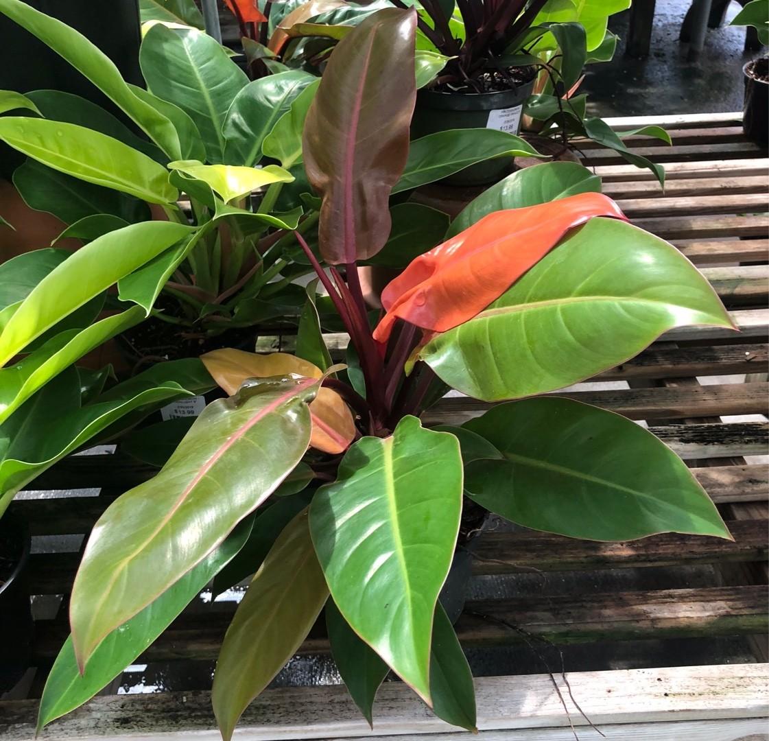Philodendron Imperial Red - View 11 from www redcrocus com
