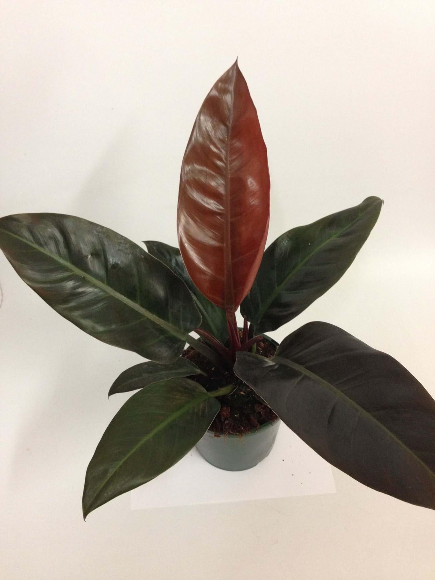 Philodendron Imperial Red - View 12 from www redcrocus com