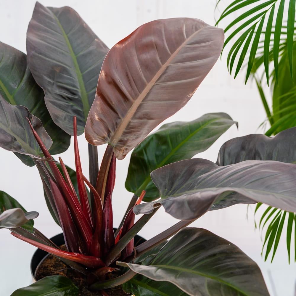 Philodendron Imperial Red - View 13 from www redcrocus com