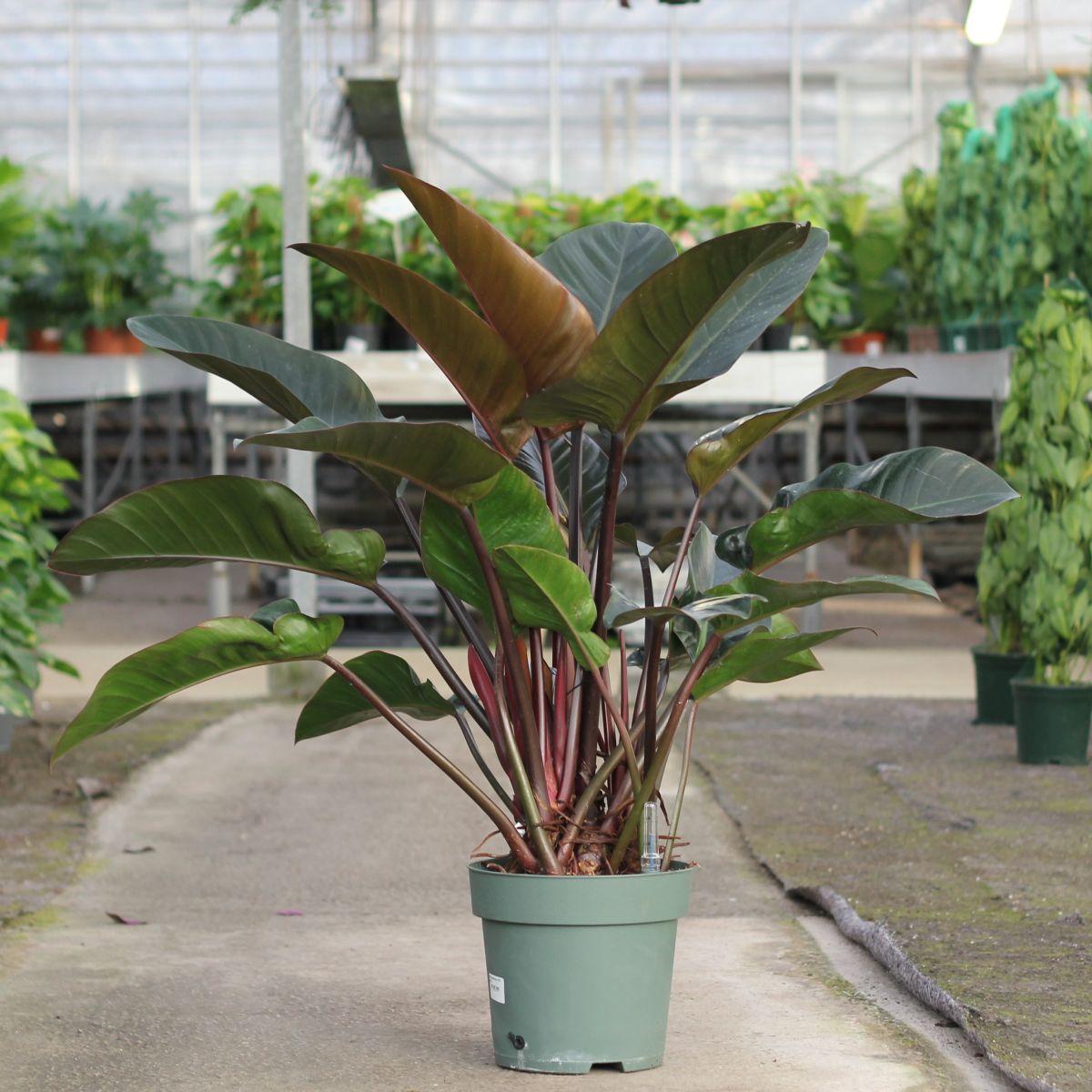 Philodendron Imperial Red - View 14 from www redcrocus com
