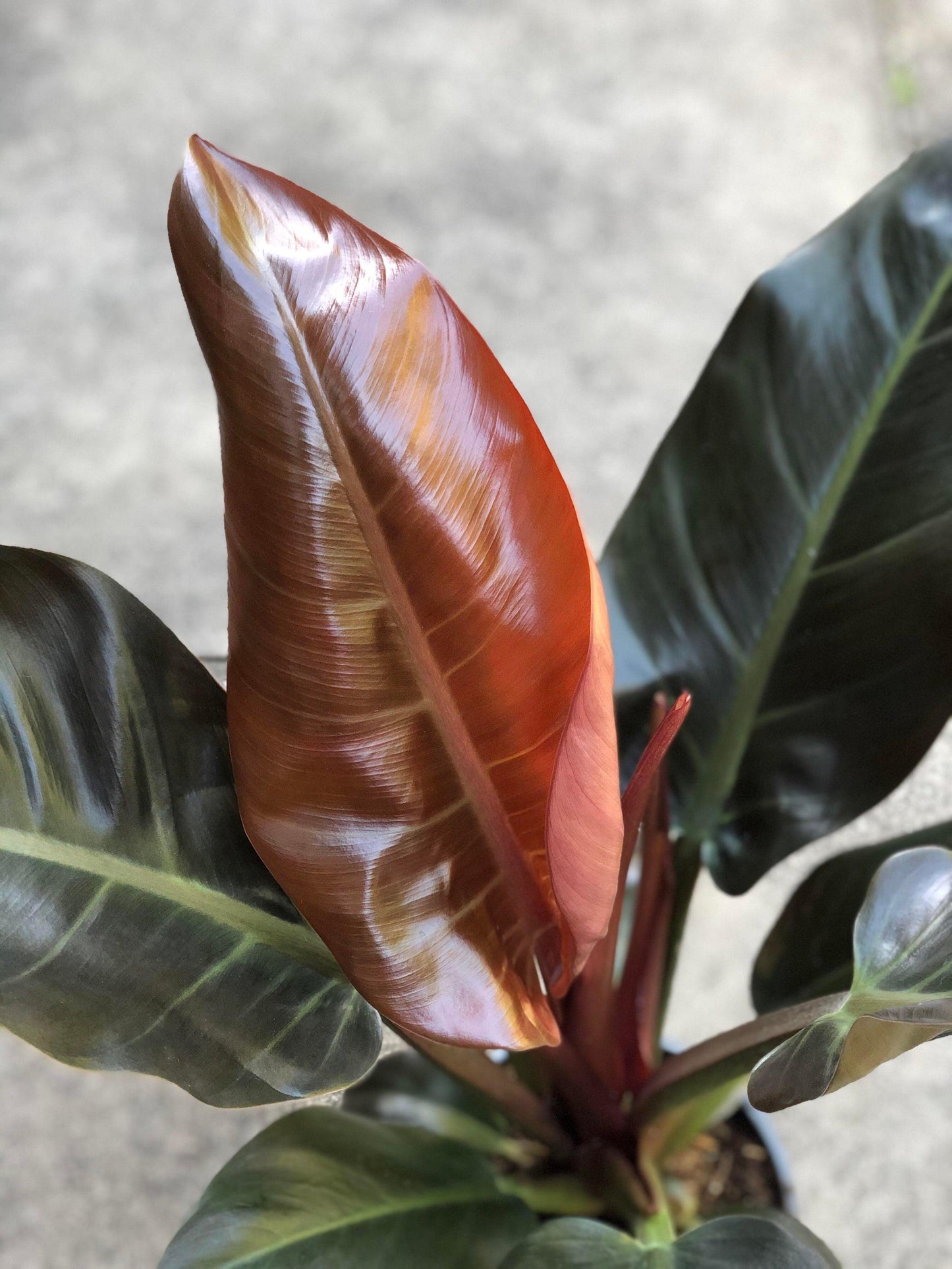 Philodendron Imperial Red - View 15 from www redcrocus com