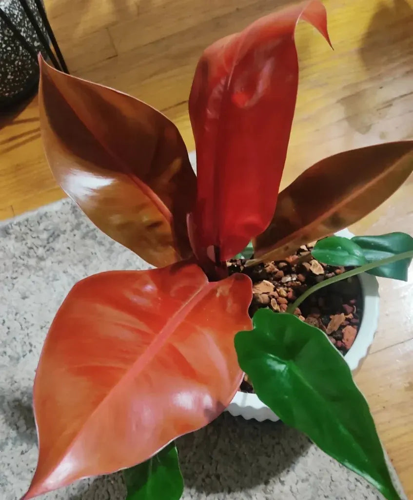 Philodendron Imperial Red - View 16 from www redcrocus com