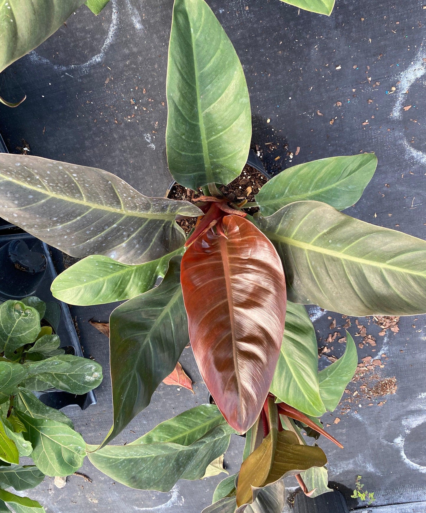 Philodendron Imperial Red - View 17 from www redcrocus com