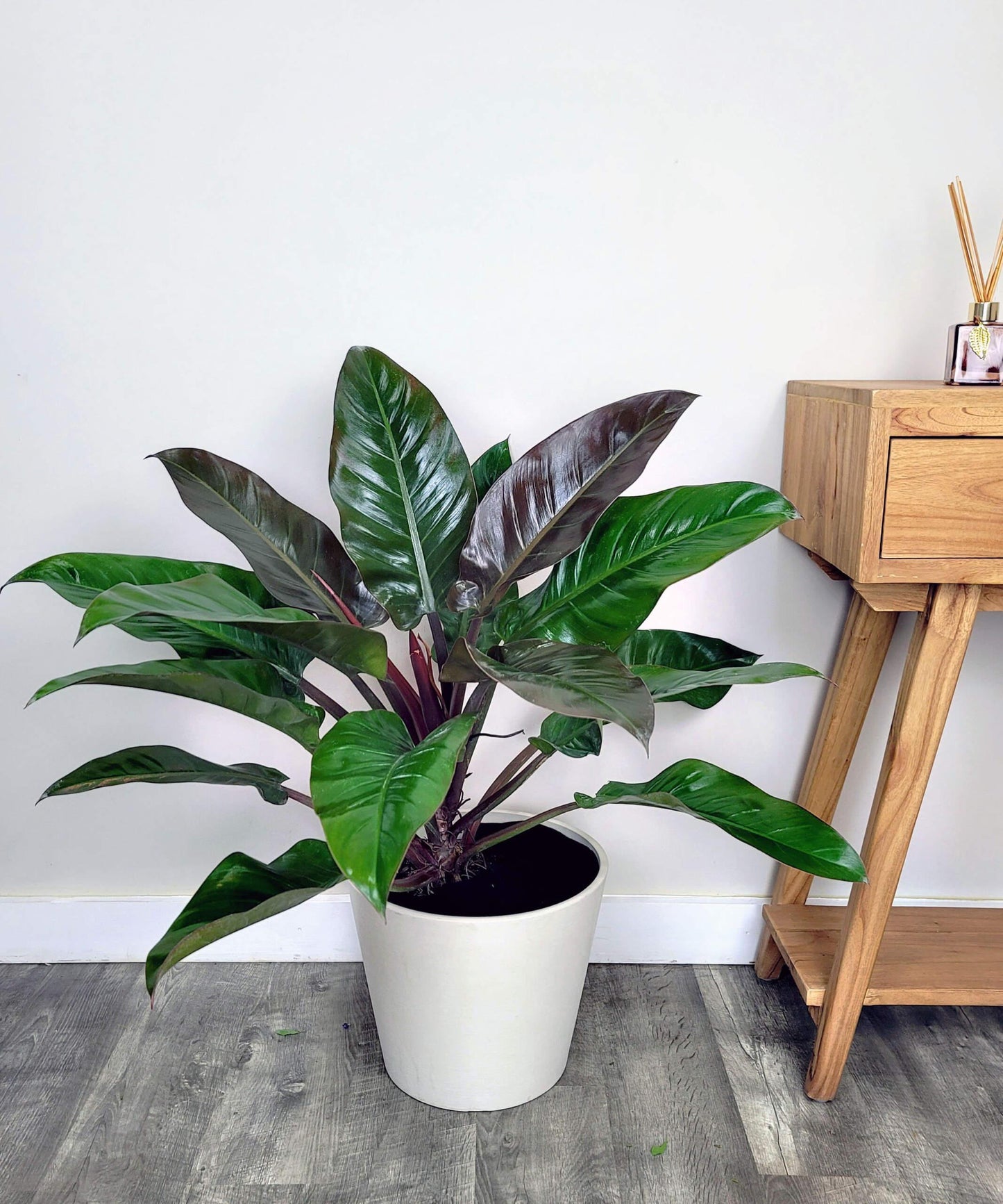 Philodendron Imperial Red - View 2 from www redcrocus com