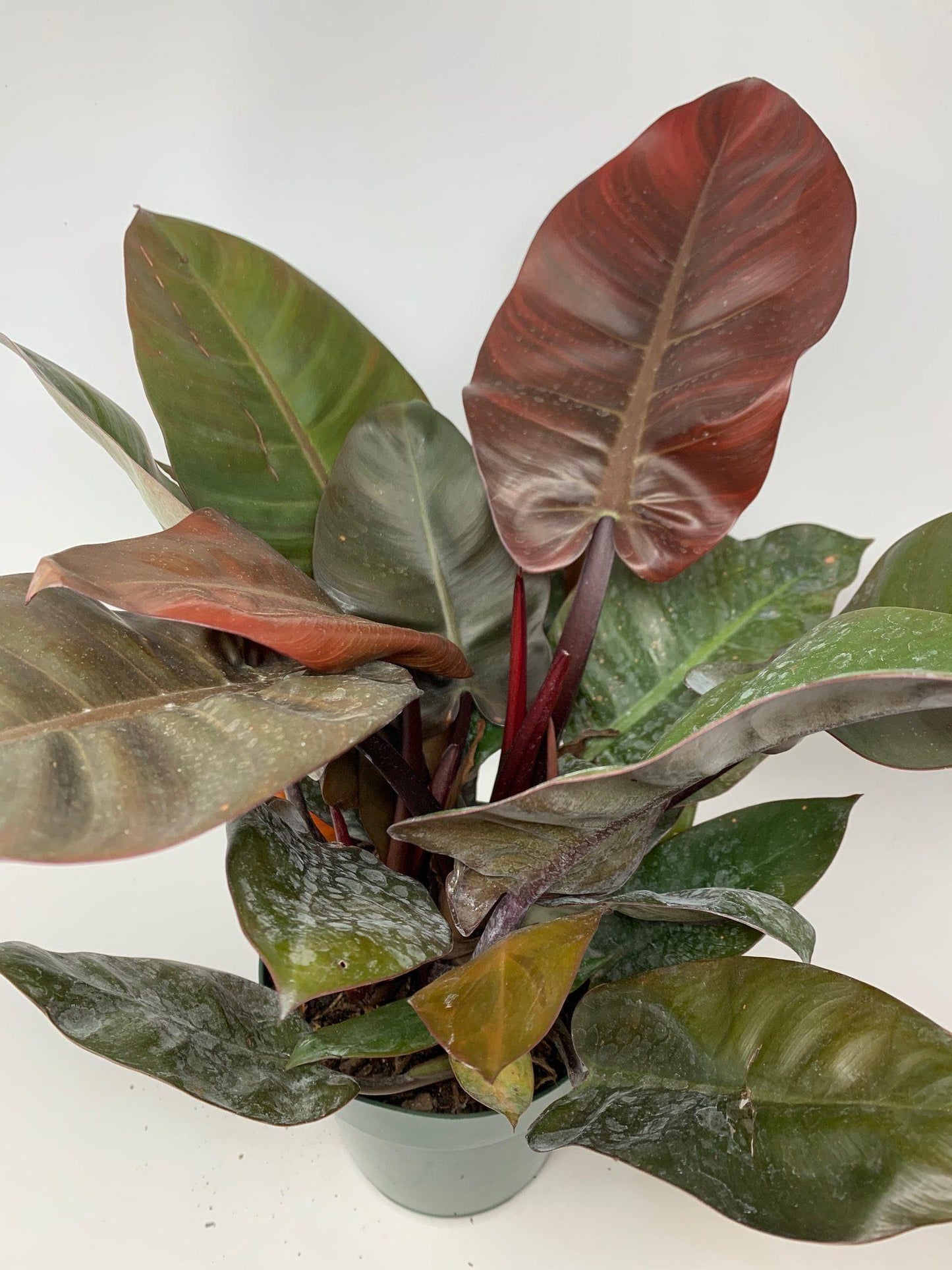 Philodendron Imperial Red - View 4 from www redcrocus com