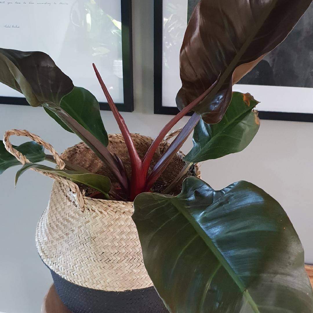 Philodendron Imperial Red - View 6 from www redcrocus com